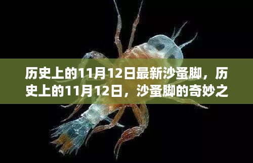 历史上的沙蚤脚奇妙之旅与心灵探索，11月12日的独特印记