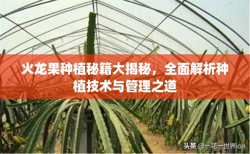 火龙果种植秘籍大揭秘，全面解析种植技术与管理之道